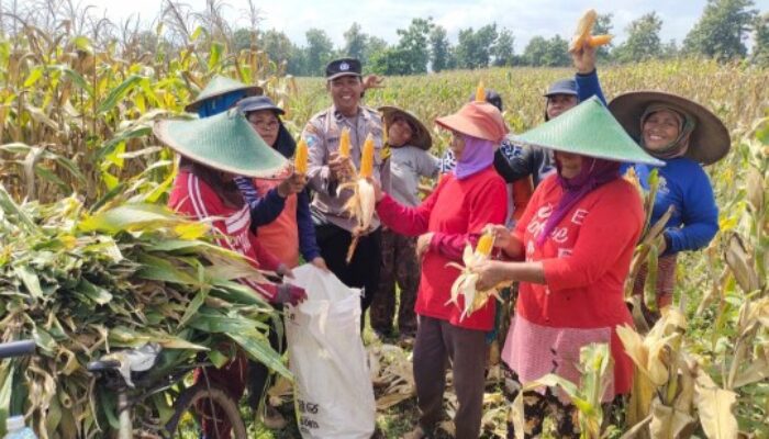 Panen Raya Jagung di Petak 122 Perhutani, Hasil Upaya TNI-Polri dan Rakyat