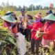 panen raya jagung