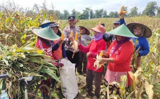 panen raya jagung