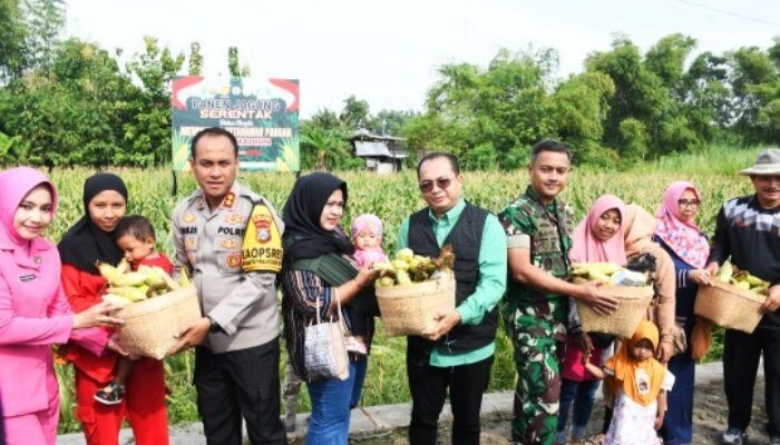 Polres Madiun Kota Panen Raya Jagung, Sukses Dukung Ketahanan Pangan Nasional