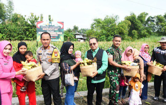 Panen Raya Jagung