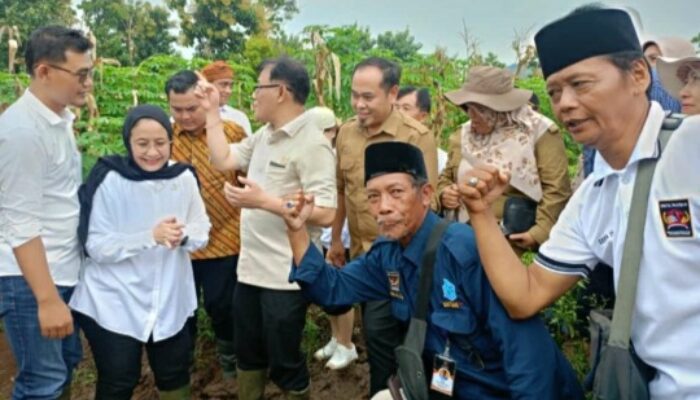 Petani Desa Nglopang Sumringah, Panen Raya Cabai Dihadiri Pemerintah Pusat