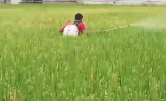 POC Sari Luhur, Rahasia di Balik Panen Melimpah Padi Sehat Milik Aris