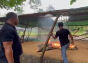 Satreskrim Polres Bangkalan Bakar Arena Sabung Ayam di Kecamatan Modung