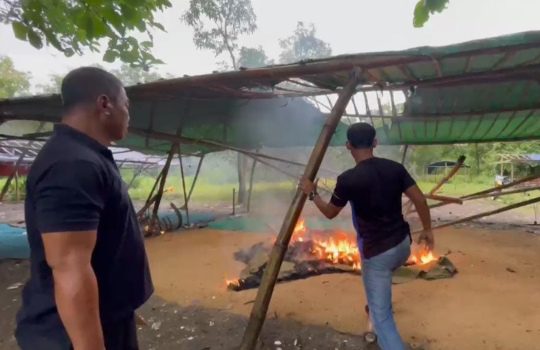 Sabung Ayam