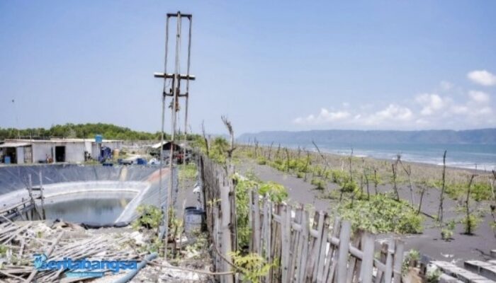 Tambak Udang Ilegal Menjamur di Jember, Pemerintah Daerah Tutup Mata