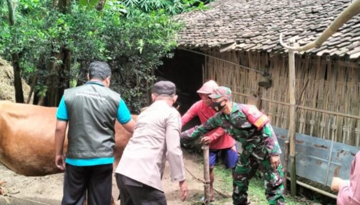 Polres Ngawi Dampingi Vaksinasi Ternak Sapi untuk Cegah PMK di Widodaren