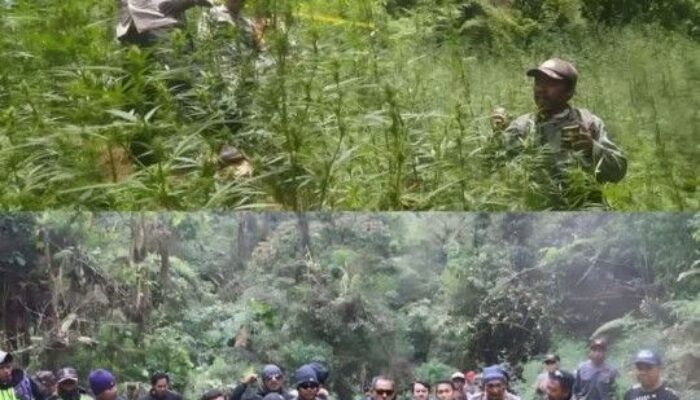 Netizen Hujat Penanganan Kasus Ladang Ganja di TNBTS