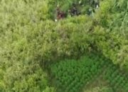 Terdakwa Kasus Ganja Ribuan Batang Tewas, Bukti Lambatnya Penegakan Hukum