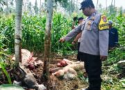 Pasirian Lumajang Heboh, Kerbau Petani Dibantai di Tengah Ladang Jagung