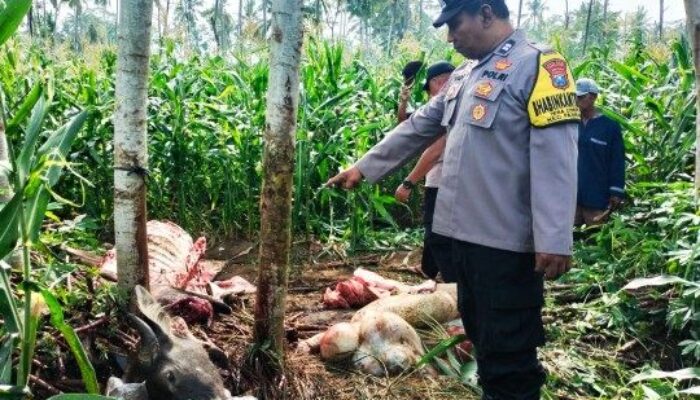 Pasirian Lumajang Heboh, Kerbau Petani Dibantai di Tengah Ladang Jagung