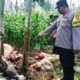 Ladang Jagung