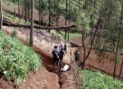 Polres Lumajang Patroli Gabungan, Pastikan Ladang Ganja di Argosari Bersih