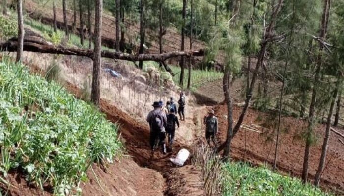 Polres Lumajang Patroli Gabungan, Pastikan Ladang Ganja di Argosari Bersih