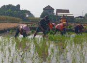 Babinsa Dukung Ketahanan Pangan Lewat Pendampingan Petani