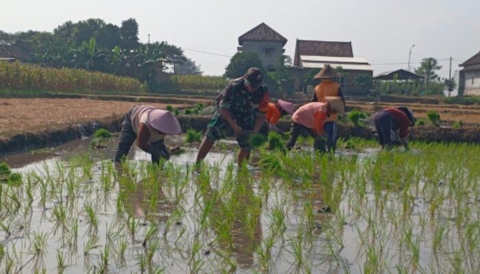 Babinsa Dukung Ketahanan Pangan Lewat Pendampingan Petani