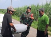 Babinsa Dampingi Penyerapan Gabah Dari Petani Oleh Bulog Kabupaten Kediri