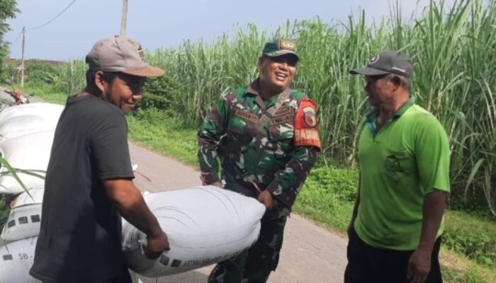 Babinsa Dampingi Penyerapan Gabah Dari Petani Oleh Bulog Kabupaten Kediri