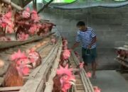 Musim Hajatan dan Harga Naik, Peternak Telur di Jombang Senyum Lebar