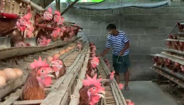 Musim Hajatan dan Harga Naik, Peternak Telur di Jombang Senyum Lebar