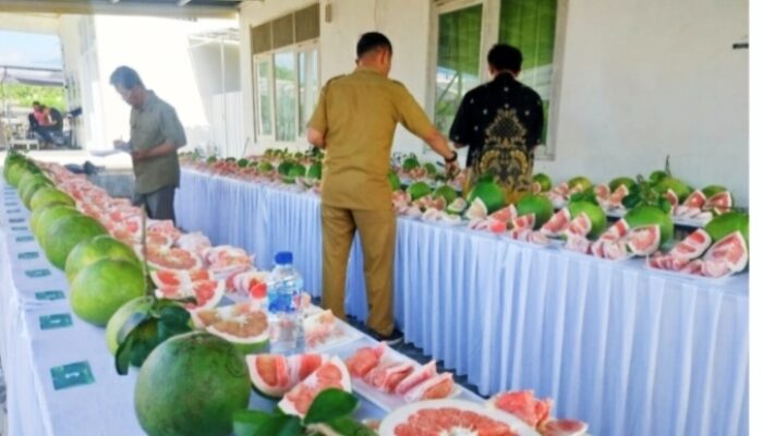 Dinas Pertanian Kabupaten Magetan Gelar Festival Lomba Jeruk Pamelo