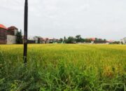 Petani Merugi Saat Panen Raya: Combine Sulit Diakses, Harga Gabah Anjlok