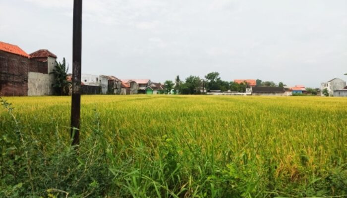 Petani Merugi Saat Panen Raya: Combine Sulit Diakses, Harga Gabah Anjlok