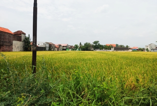 panen raya