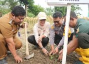 Perdana Tanam Pepaya California Pemkab Bojonegoro Gandeng PT Sewu Segar Nusantara