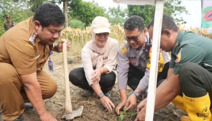Perdana Tanam Pepaya California Pemkab Bojonegoro Gandeng PT Sewu Segar Nusantara