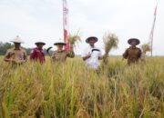 Pemkab Bojonegoro Bertekad Jadi Produsen Padi Terbesar II di Jatim