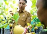Bupati Ogan Ilir Panen Perdana Melon Varietas Inthanon di Desa Tanjung Seteko