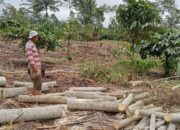 Perhutani Lumajang vs LMDH Semeru Saling Klaim Hasil Tebangan