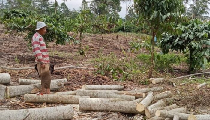 Perhutani Lumajang vs LMDH Semeru Saling Klaim Hasil Tebangan