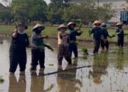Sambil Menanam Padi, Wiwin Sumrambah di Jombang Tampung Aspirasi Para Petani