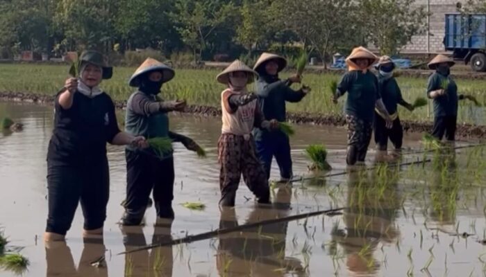 Sambil Menanam Padi, Wiwin Sumrambah di Jombang Tampung Aspirasi Para Petani