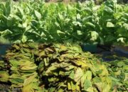 Panen Raya Tembakau Madura Diwarnai Penurunan Kualitas Akibat Cuaca Ekstrem