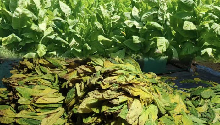 Panen Raya Tembakau Madura Diwarnai Penurunan Kualitas Akibat Cuaca Ekstrem