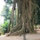 Sumberbeji