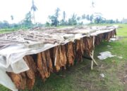Laporan IKI: Industri Tembakau Tercatat Paling Ekspansif, Namun Petani di Jember Masih Merugi