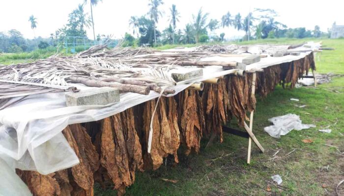 Laporan IKI: Industri Tembakau Tercatat Paling Ekspansif, Namun Petani di Jember Masih Merugi