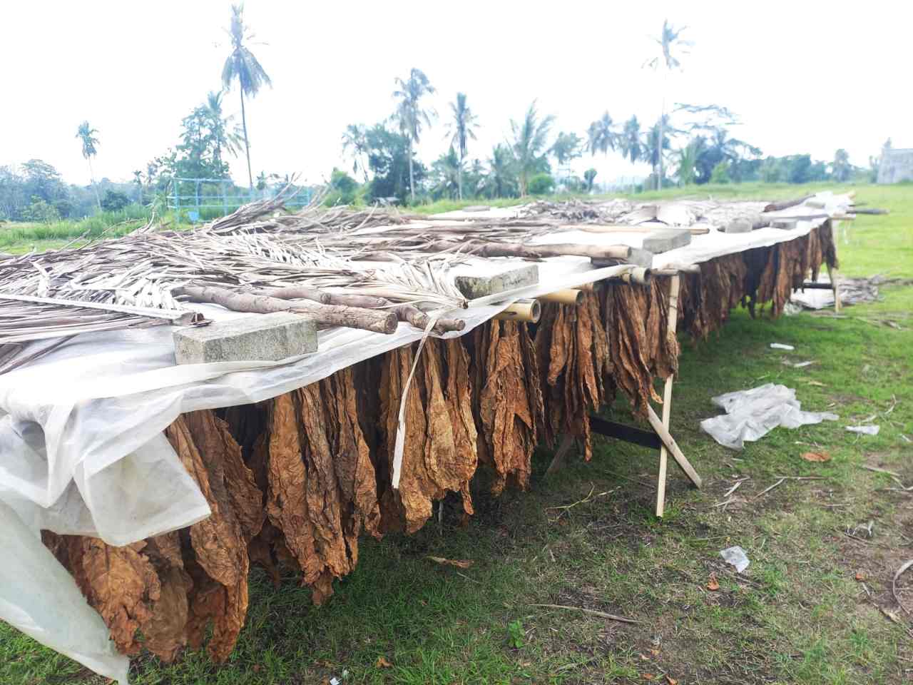 Tembakau