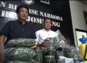 Polisi Ungkap Fakta Baru Jejak Hitam Petani Ganja Rumahan di Jombang