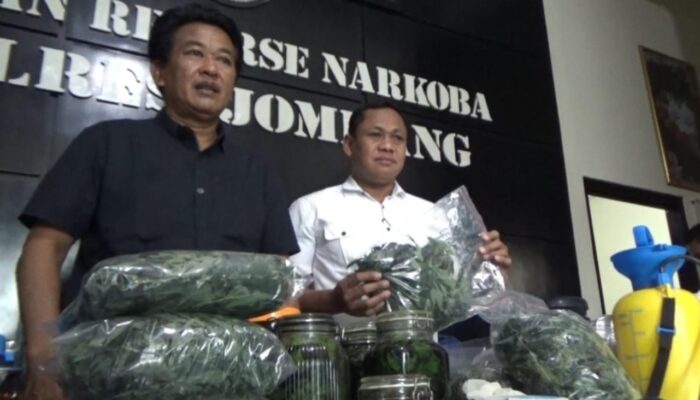 Polisi Ungkap Fakta Baru Jejak Hitam Petani Ganja Rumahan di Jombang