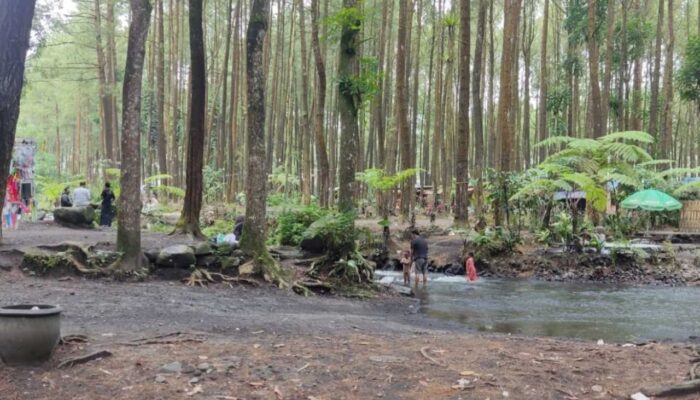 Kalipinusan, Oase Sejuk di Kaki Pegunungan Lumajang