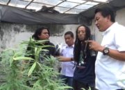 Terbongkar, Rumah Kontrakan yang Disulap Jadi Ladang Ganja di Jombang