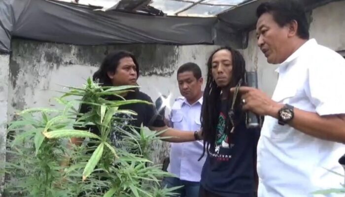 Terbongkar, Rumah Kontrakan yang Disulap Jadi Ladang Ganja di Jombang