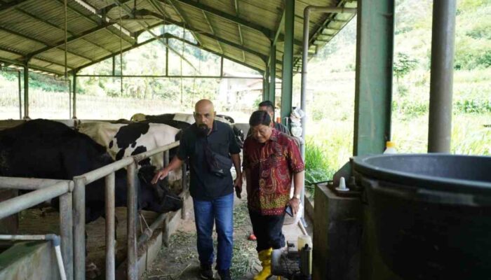 Produksi 10 Ribu Liter Susu per Hari, Koperasi Brau Batu Didukung DPR RI