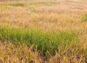 Sawah Disabotase Jelang Lebaran, Pasutri Lansia di Madiun Terancam Gagal Panen