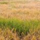 Sawah